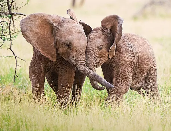 To unge elefanter som leker med hverandre