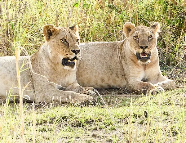 Lions liker avslapning i Amboseli