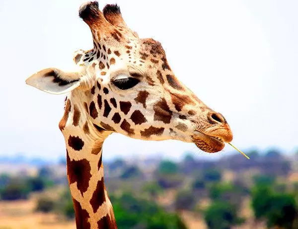 Vakker giraffe veldig nært