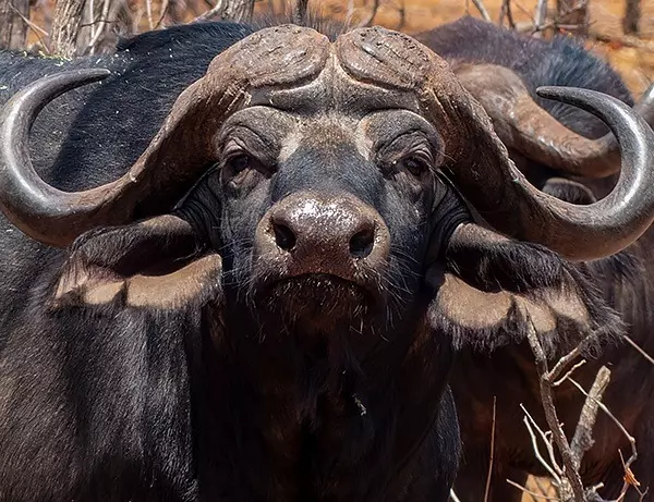 En nysgjerrig buffalo med store horn