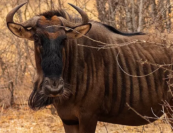 En bøffel gjemmer seg i Kruger nasjonalpark buske