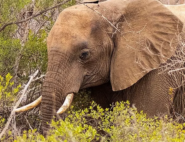 Elefant spiser i den fantastiske Kruger nasjonalparken