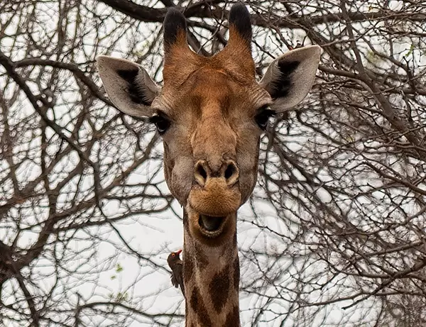 Giraffe ser på kameraet