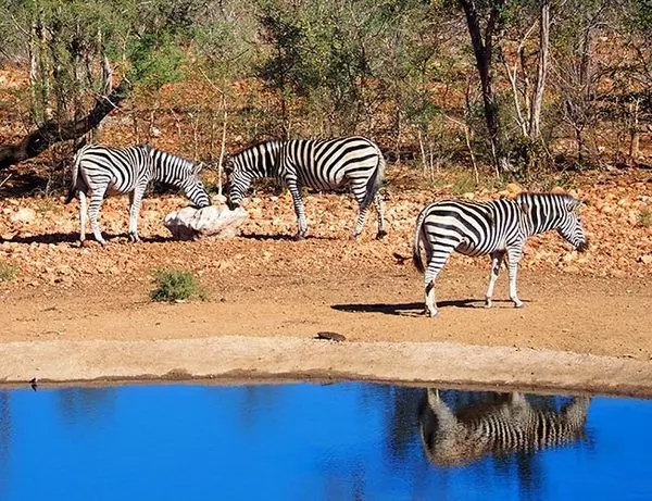 Sebra av speilet innsjø