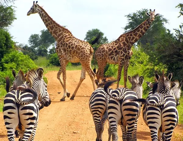 Trafikk i Serengeti, Zebras og Giraffer stopper veien.