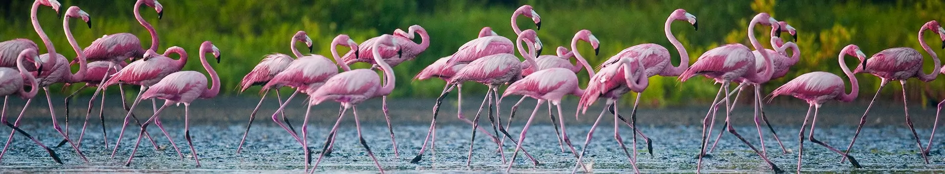 Massevis av flamingoer sett i nærheten