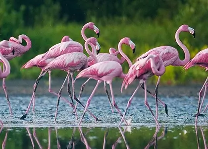 Massevis av flamingoer sett i nærheten