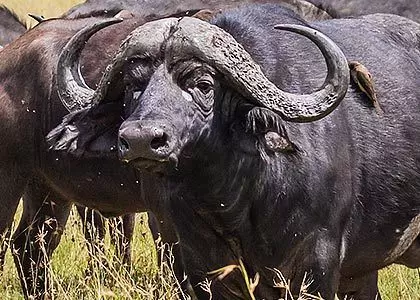 bøfler som spiser gress