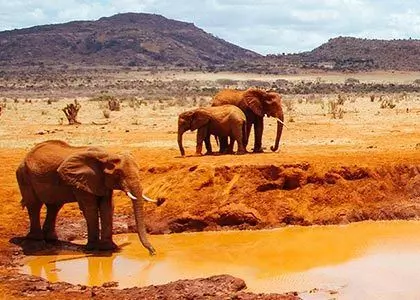 Elefanter på vannhullet