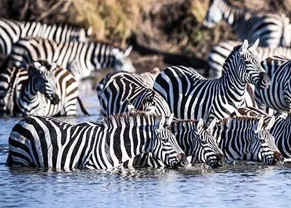 zebras drikke av elven