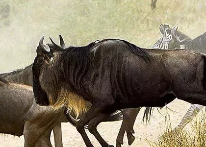 Massevis av buffalo løper over veien