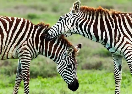  Flotte bilder fra safari, zebraer pleier hverandre