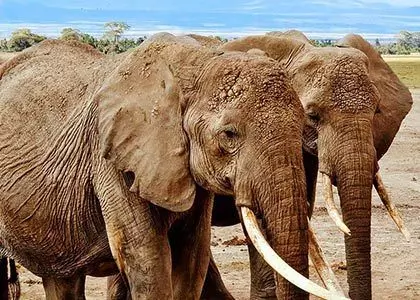 Elefant familie veldig nært