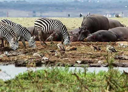 Mange forskjellige dyr som slapper av på vannhullet
