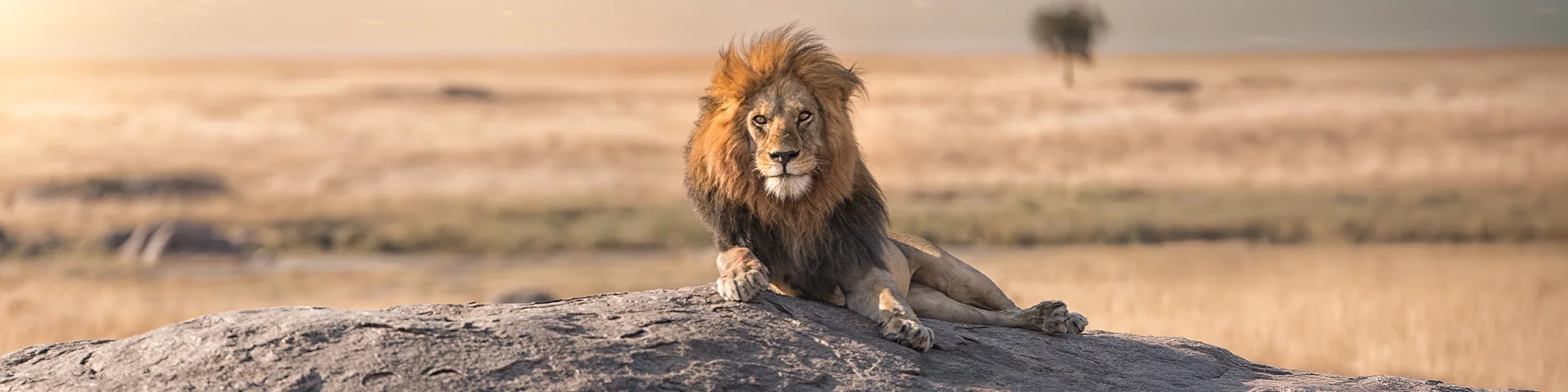Gruppe av zebras på vei