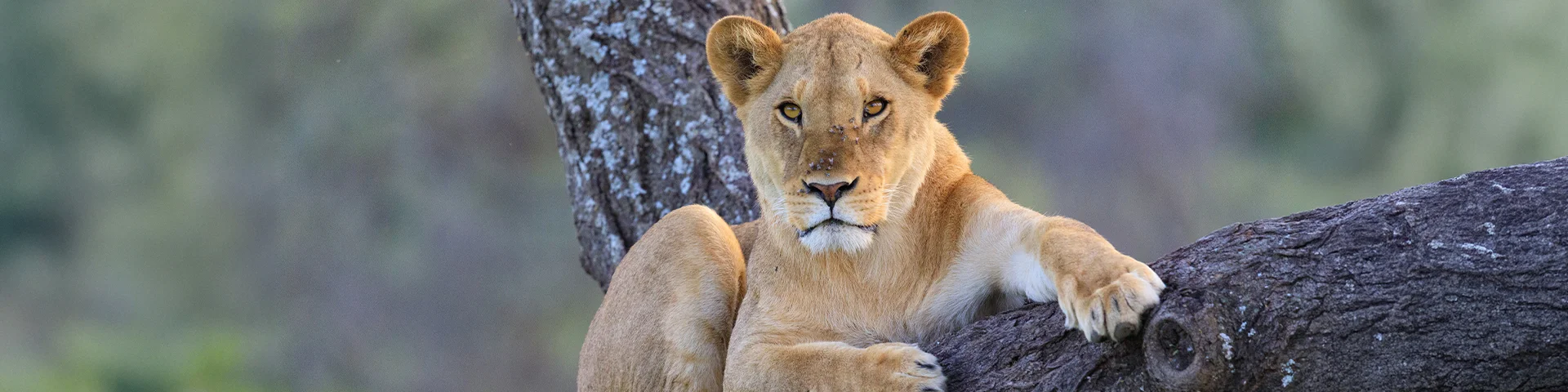 løven ser ut fra fjellet