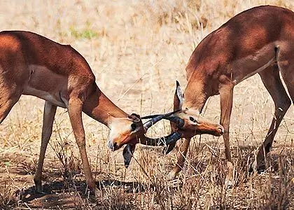 Det vilde livet i Tanzania