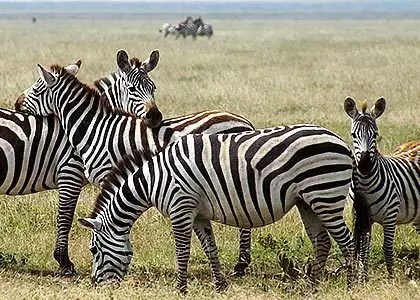 Gruppe av zebras på vei